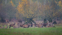 Red deer / Jeleń