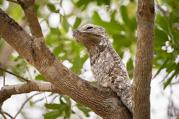 Great Potoo