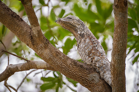 Great Potoo