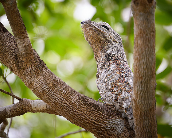 Great Potoo