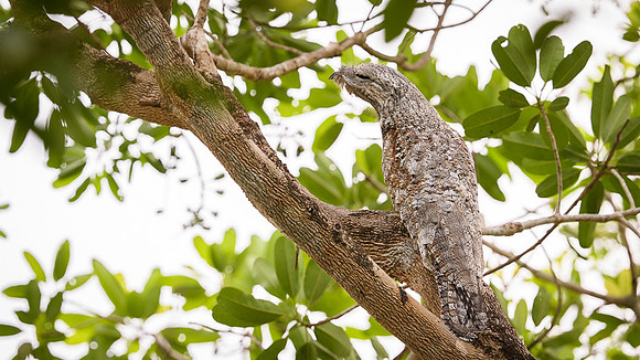 Great Potoo