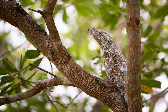 Great Potoo