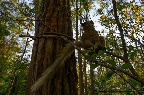 Common brown lemur