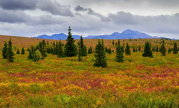 Denali