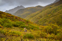 Denali