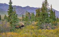 Denali