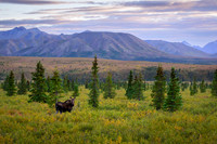 Denali