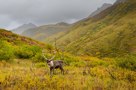 Denali