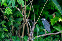 Yellow-crowned Night-Heron