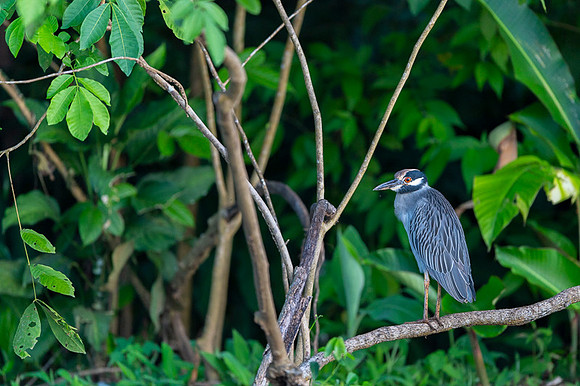 Yellow-crowned Night-Heron