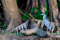 Yellow-crowned Night-Heron