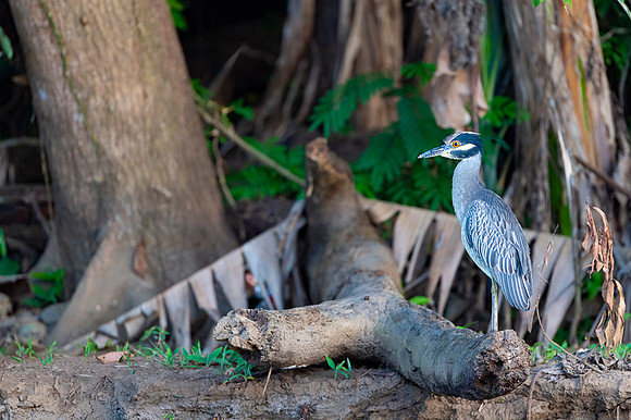 Yellow-crowned Night-Heron