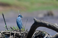 Yellow-crowned Night-Heron