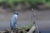Yellow-crowned Night-Heron