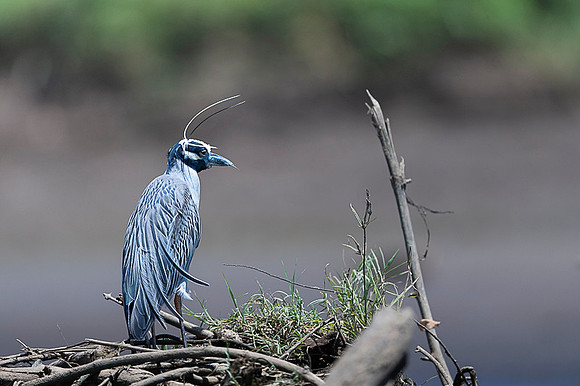 Yellow-crowned Night-Heron