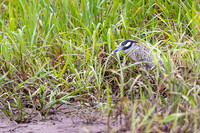 Yellow-crowned Night-Heron