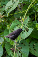 Small ground finch