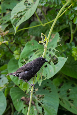 Small ground finch