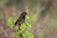 Small ground finch