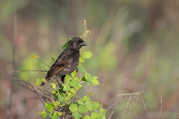 Small ground finch