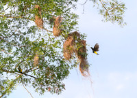 Yellow-rumped Cacique