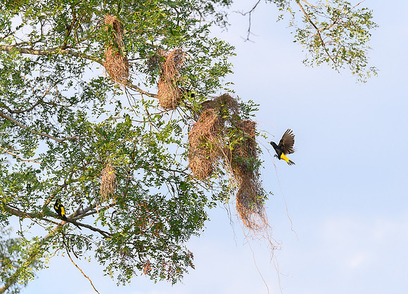 Yellow-rumped Cacique