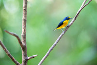Yellow-throated Euphonia