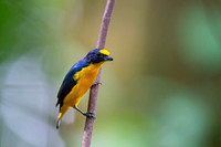 Yellow-throated Euphonia