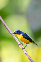 Yellow-throated Euphonia
