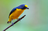 Yellow-throated Euphonia
