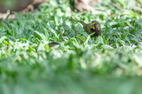 Yellow-faced Grassquit