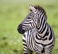 Zebra