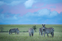 Zebra
