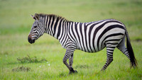 Zebra