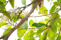 Yellow-collared Chlorophonia