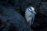 Yellow-crowned night hrron