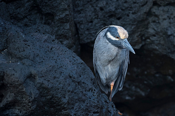 Yellow-crowned night hrron
