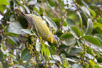 Yellow-footed green Pidgeon