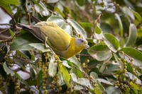 Yellow-footed green Pidgeon
