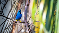 Yellow-legged Honeycreeper