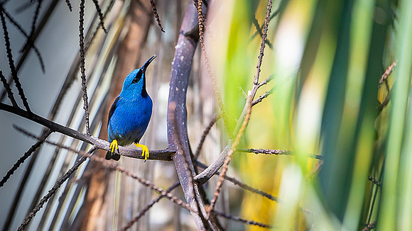Yellow-legged Honeycreeper