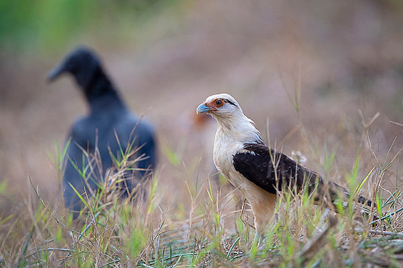 Yellow-headed caracara