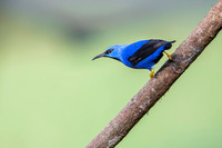 Yellow-legged Honeycreeper