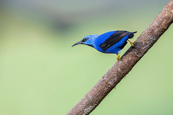 Yellow-legged Honeycreeper