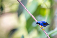 Yellow-legged Honeycreeper