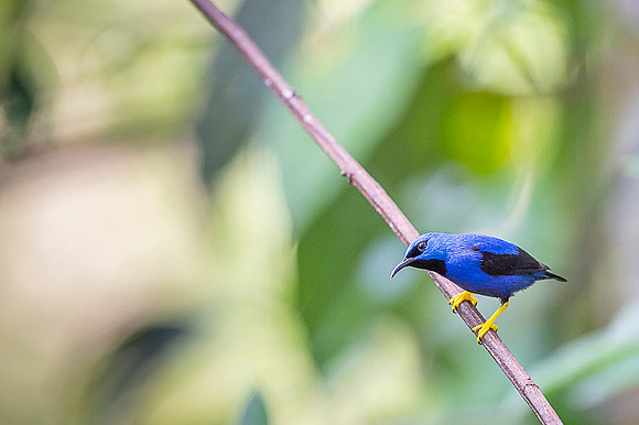 Yellow-legged Honeycreeper