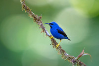 Yellow-legged Honeycreeper