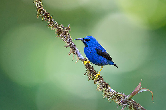 Yellow-legged Honeycreeper