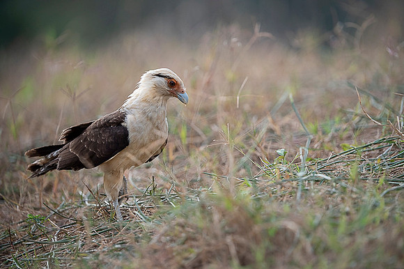 Yellow-headed caracara