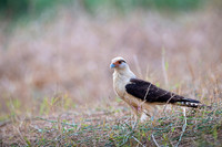 Yellow-headed caracara